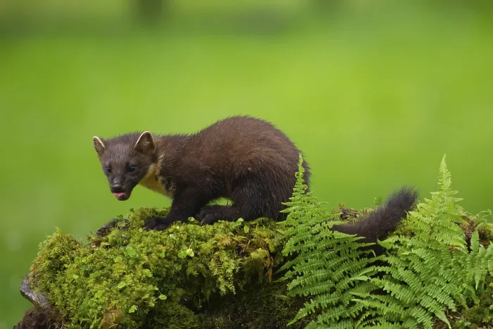 Framed Print : Pine marten (Martes martes) adult animal on a moss covered stone wall Framed Print : Pine marten (Martes martes) adult animal on a moss covered stone wall