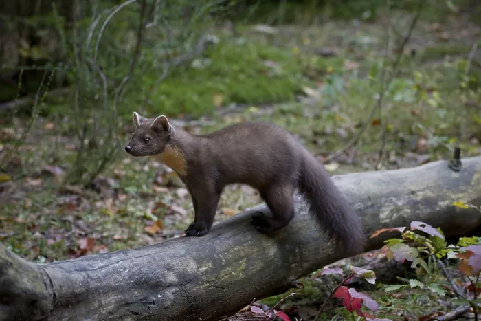 Framed Print : Pine marten, Martes martes, European pine marten Framed Print : Pine marten, Martes martes, European pine marten