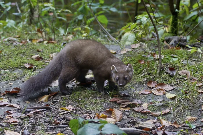 Framed Print : Pine marten, Martes martes, European pine marten Framed Print : Pine marten, Martes martes, European pine marten