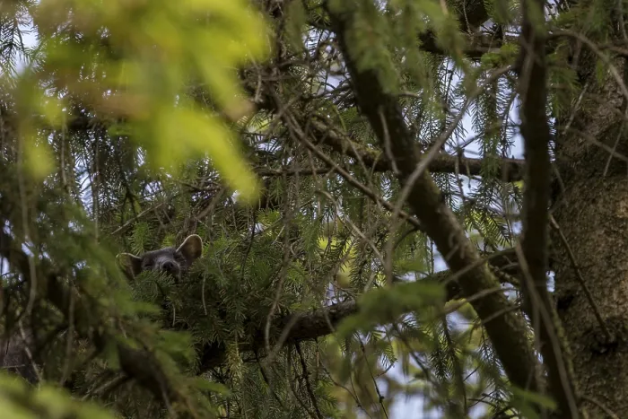 Framed Print : The pine marten (Martes martes) has visibly made itself comfortable on the spruce branch