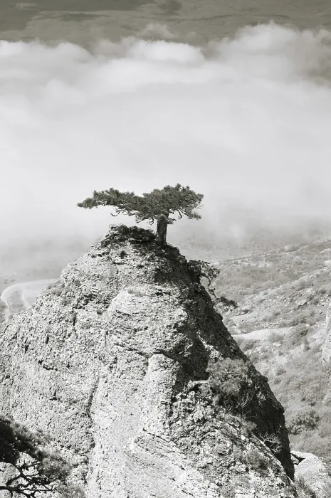 Framed Print : Pine on mountain in Crimea, Ukraine Framed Print : Pine on mountain in Crimea, Ukraine