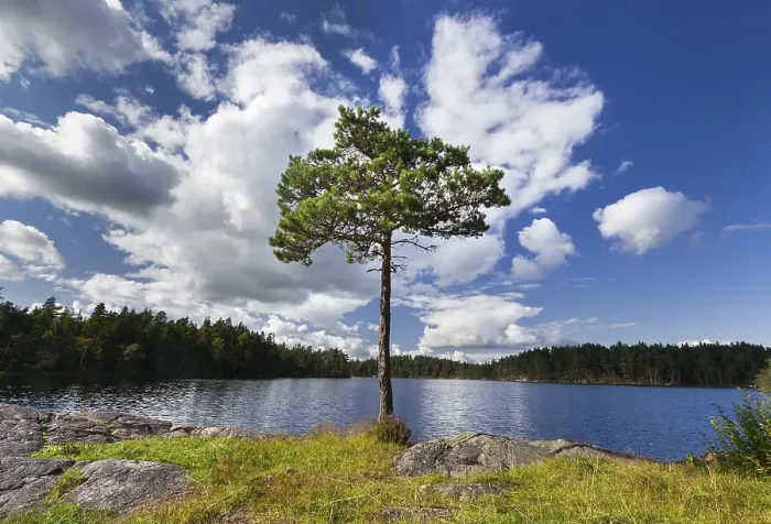 Framed Print : Pine (Pinus) in front of a lake Framed Print : Pine (Pinus) in front of a lake