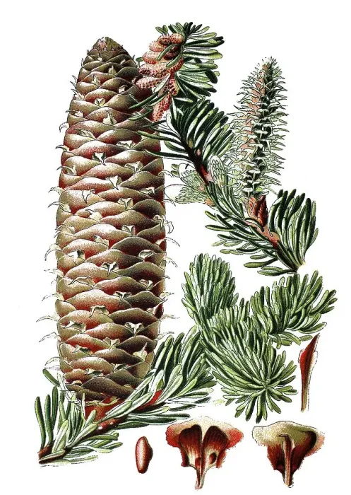 Framed Print : Pine (Pinus picea), medicinal plant