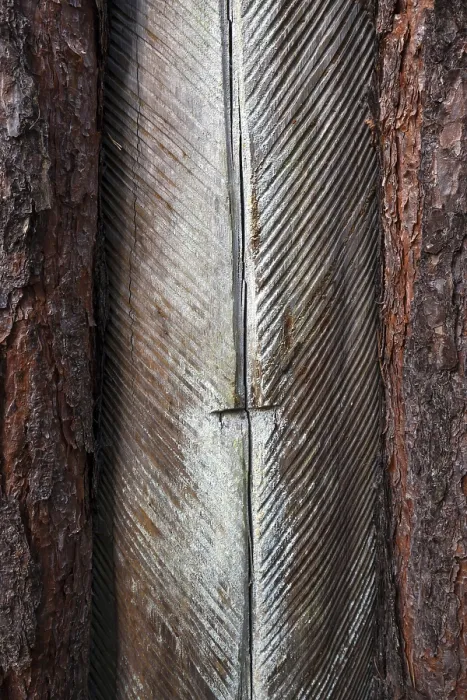 Framed Print : Pine (Pinus) with resin extraction until 1990 Framed Print : Pine (Pinus) with resin extraction until 1990