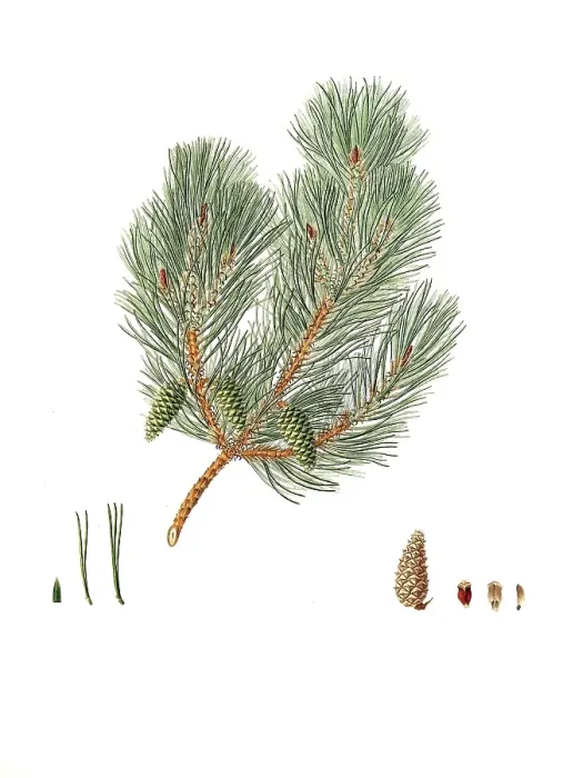 Framed Print : Pine, Pinus variablilis, Variable-leaved bastard pine, tree, digitally enhanced reproduction of an original by Aylmer Bourke Lambert (1761 - 1842), English botanist, published around 1810