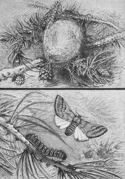 Framed Print : Pine processionary moth, Thaumetopoea pinivora