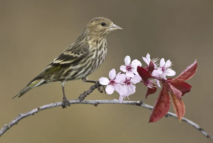 Framed Print : Pine Siskin (Spinus pinus), British Columbia