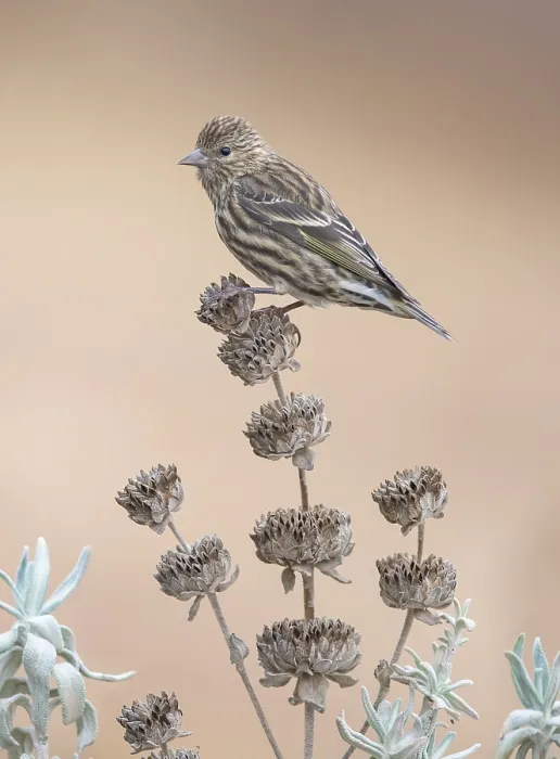 Framed Print : Pine Siskin (Spinus pinus), California Framed Print : Pine Siskin (Spinus pinus), California