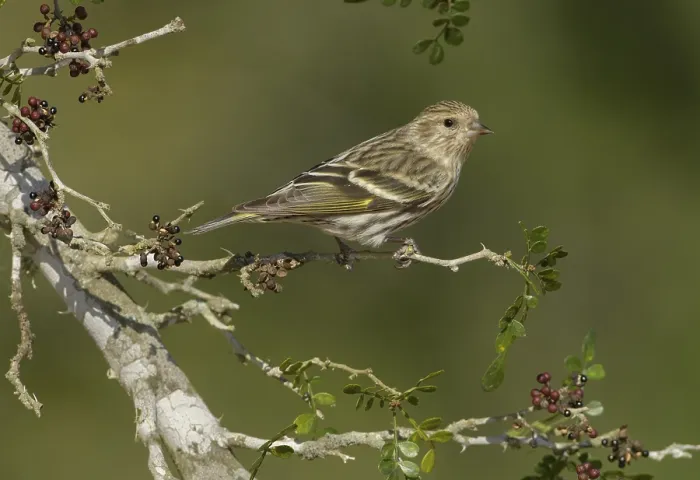 Framed Print : Pine Siskin (Spinus pinus) perched on a branch