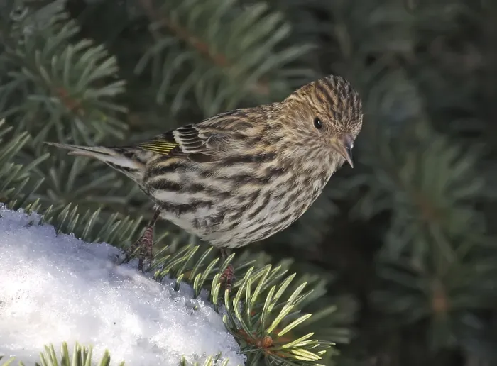 Framed Print : Pine Siskin (Spinus pinus), Saskatchewan Framed Print : Pine Siskin (Spinus pinus), Saskatchewan