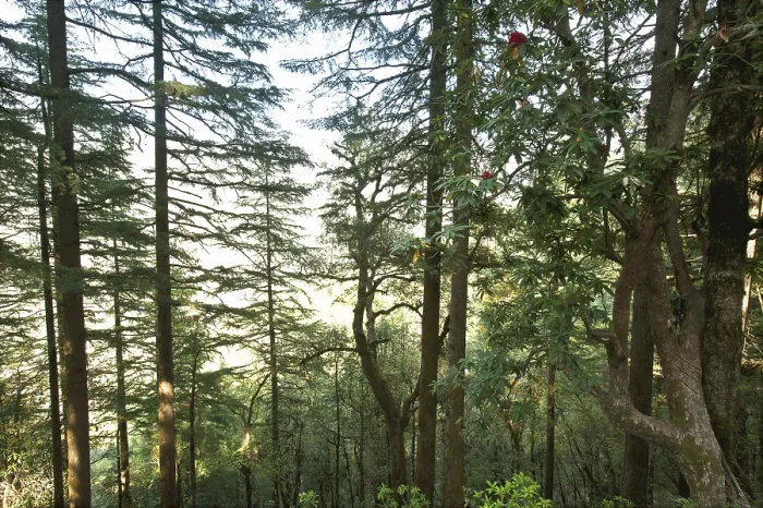 Framed Print : Pine tree forest at dhanaulti, Uttaranchal Uttarakhand Framed Print : Pine tree forest at dhanaulti, Uttaranchal Uttarakhand