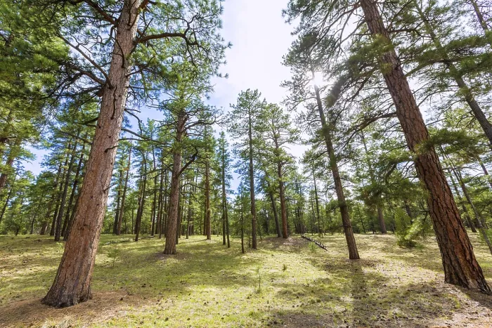 Framed Print : Pine tree forest in Grand Canyon Arizona USA