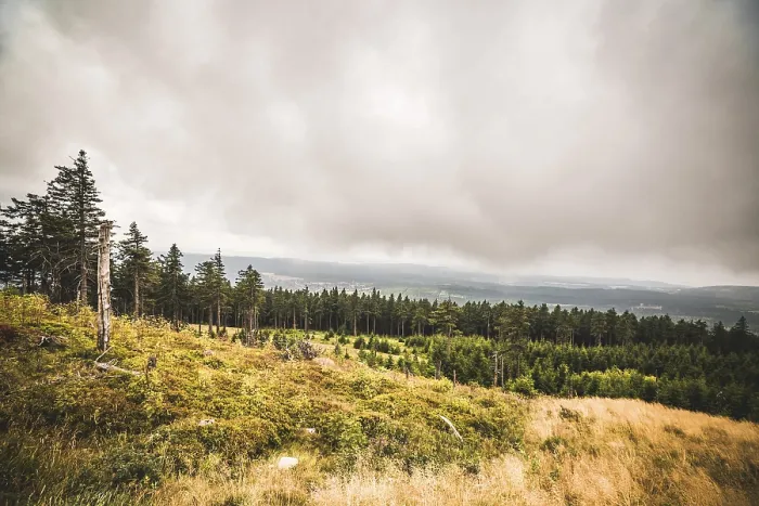 Framed Print : Pine tree forest on a hillside in misty cloudy weather with a large grass area Framed Print : Pine tree forest on a hillside in misty cloudy weather with a large grass area