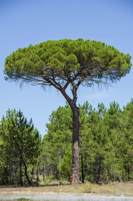 Framed Print : Pine, tree, forest, Spain, Europe Framed Print : Pine, tree, forest, Spain, Europe