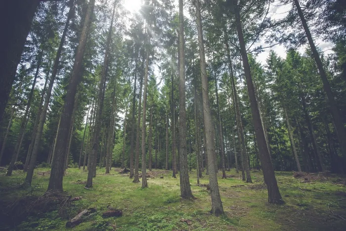 Framed Print : Pine tree forest with sunlight and tall trees