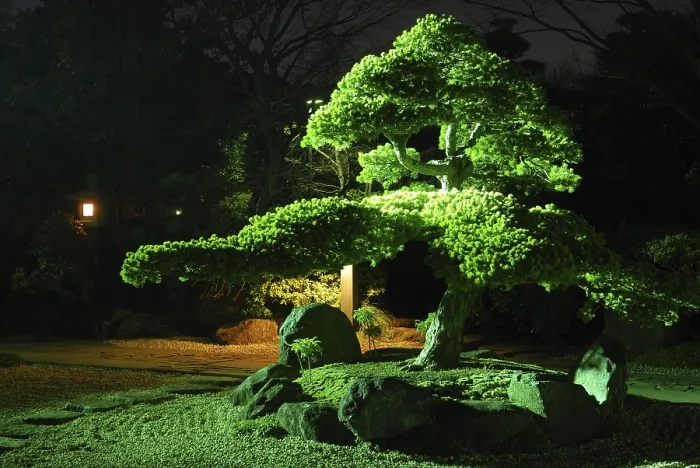 Framed Print : Pine tree inside Japanese zen garden with scenic night illumination