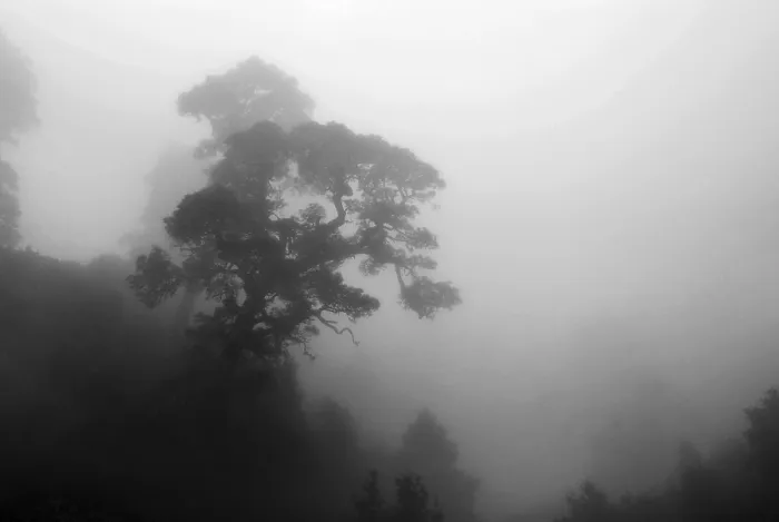 Framed Print : Pine tree in the mist from tradewind