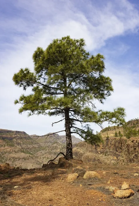 Framed Print : Pine tree in the Palmitos mountains Framed Print : Pine tree in the Palmitos mountains
