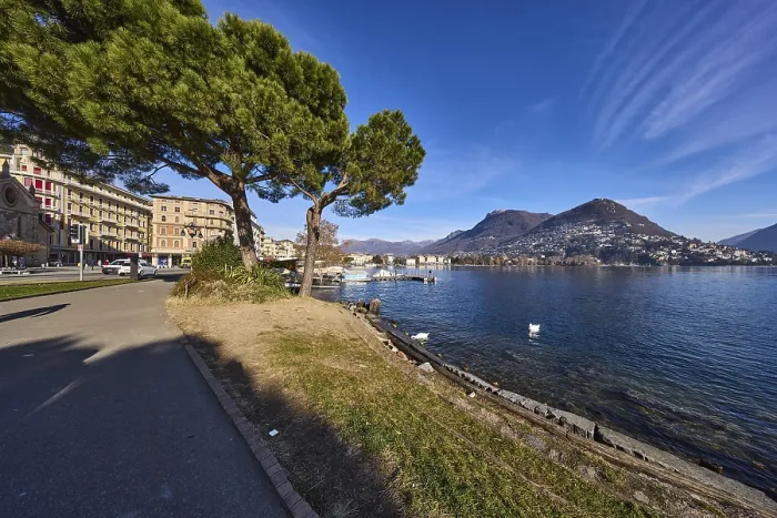 Framed Print : Pine tree (Pinus pinea), lakeside promenade