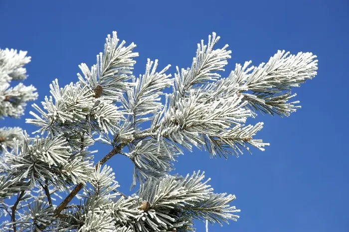 Framed Print : Part of a pine tree with snow Framed Print : Part of a pine tree with snow