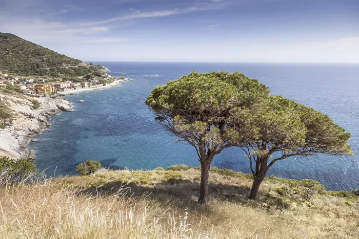Framed Print : Pine tree on the west coast of Elba