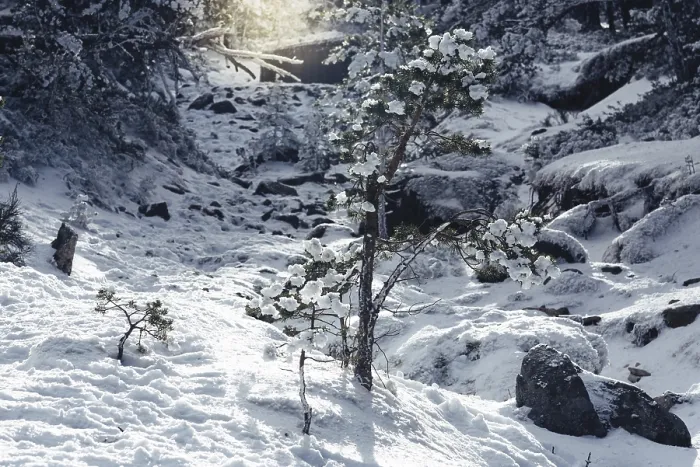 Framed Print : Pine trees forest in snow. Winter snow sunshine background Framed Print : Pine trees forest in snow. Winter snow sunshine background
