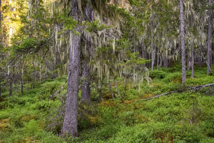 Framed Print : Pine trees (Pinus spec.) covered with lichen in a green primeval forest