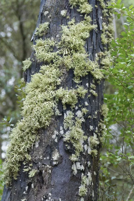 Framed Print : Pine trunk with moss and lichens in a coniferous forest
