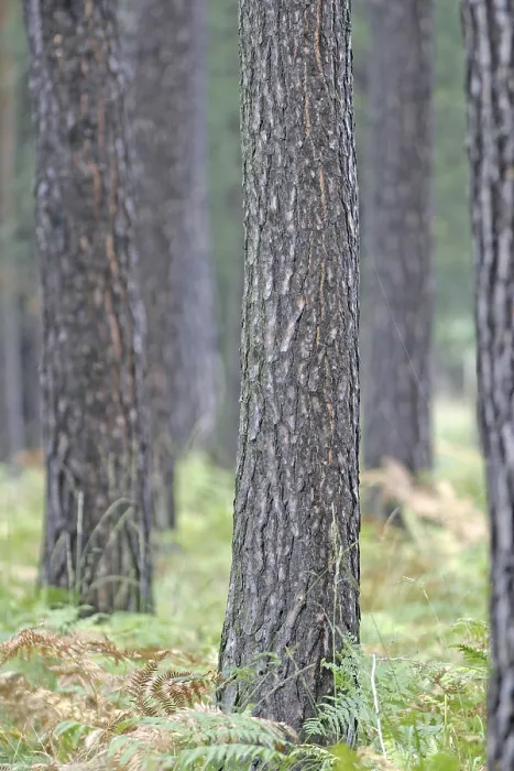 Framed Print : Pine trunks in the forest with fern plants on the ground