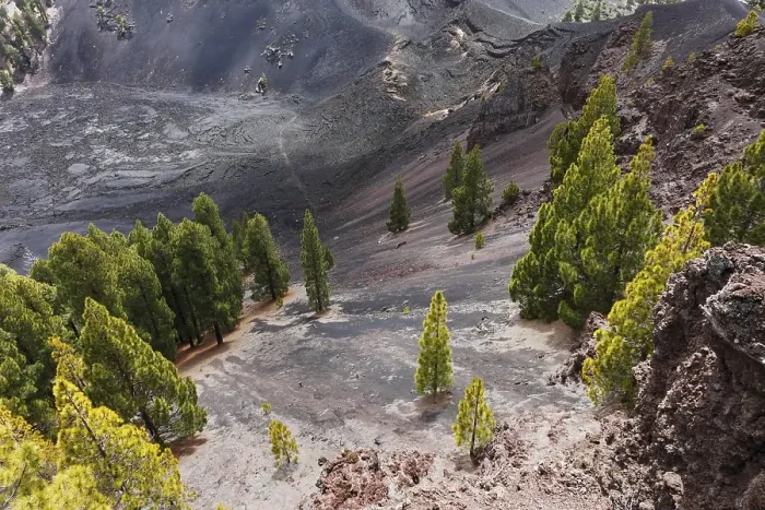 Framed Print : Pine on volcanic soil on the San Juan volcano