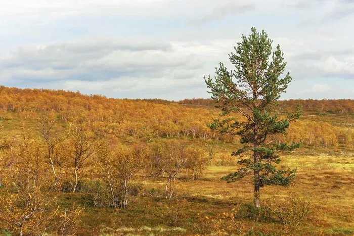 Framed Print : Pine wood and birches in the bright orange autumn forest