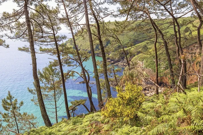 Framed Print : Pine woodland by a seabay with turquoise water at a rocky coastline a sunny summer day Framed Print : Pine woodland by a seabay with turquoise water at a rocky coastline a sunny summer day
