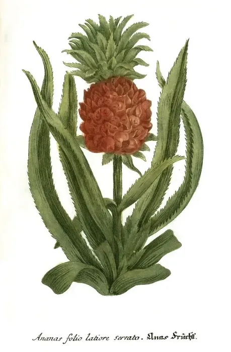 Framed Print : Pineapple folio latore serato, Historical