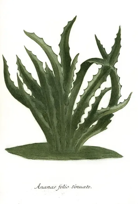Framed Print : Pineapple folio sinuato, leaves