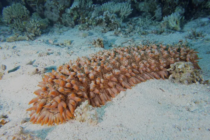 Framed Print : Pineapple sea cucumber (Telenota ananas) Framed Print : Pineapple sea cucumber (Telenota ananas)