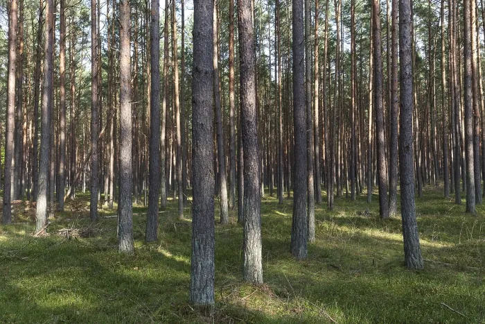 Framed Print : Pines (Pinus), pinewood, tree trunks
