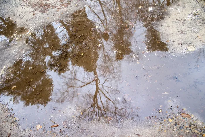 Framed Print : Pines are reflected in a puddle in the forest