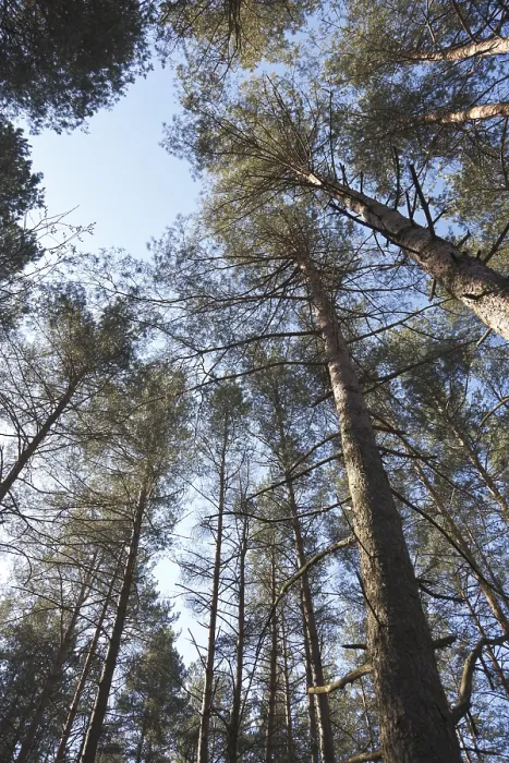 Framed Print : Pines in sky in forest Framed Print : Pines in sky in forest