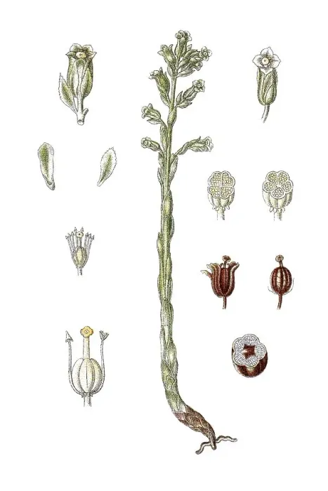 Framed Print : Pinesap (Monotropa hypopitys), medicinal plant Framed Print : Pinesap (Monotropa hypopitys), medicinal plant