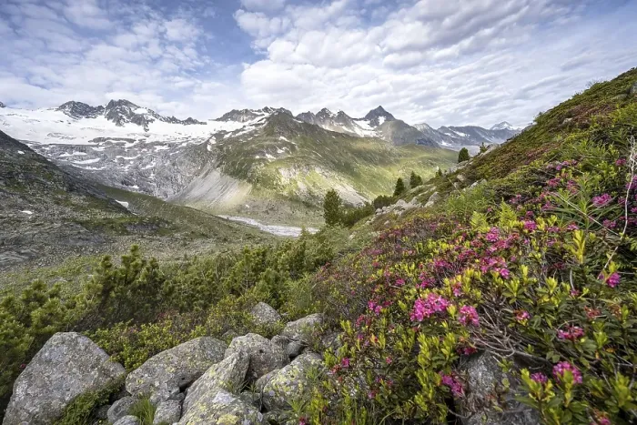 Framed Print : Pink alpine roses in front of mountains on the Berliner Hoehenweg Framed Print : Pink alpine roses in front of mountains on the Berliner Hoehenweg
