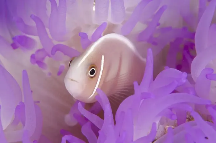 Framed Print : Pink Anemonefish (Amphiprion perideraion)