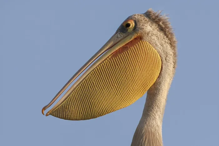Framed Print : Pink-backed Pelican (Pelecanus rufescens) Framed Print : Pink-backed Pelican (Pelecanus rufescens)