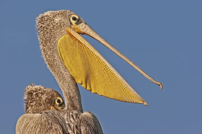 Framed Print : Pink Backed Pelicans (Pelecanus rufescens) portrait