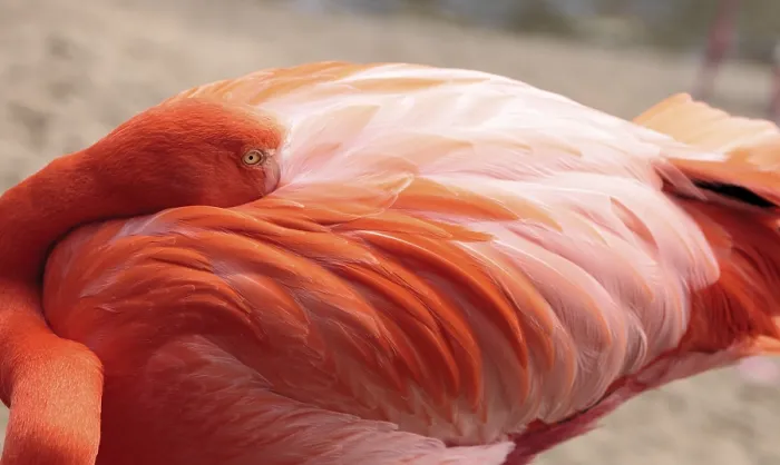 Framed Print : Pink Caribbean flamingo, Phoenicopterus ruber