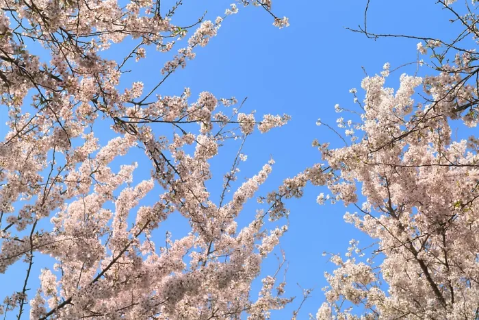 Framed Print : Pink cherry blossom against blue sky
