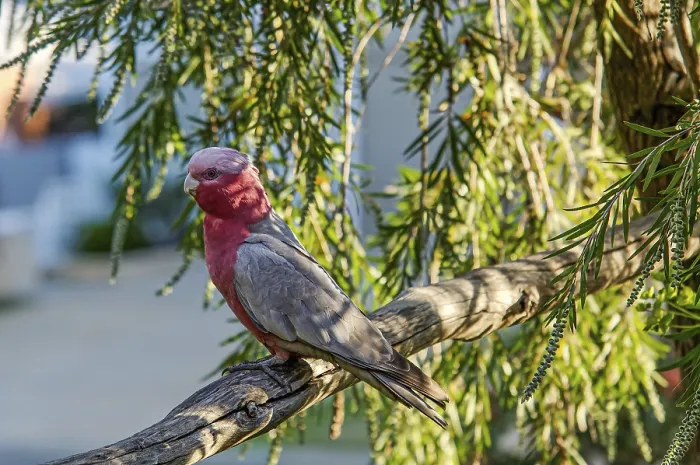 Framed Print : Pink cockatoo (Eolophus roseicapilla)