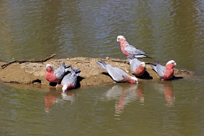 Framed Print : Pink Cockatoo, group drinking at water's edge Framed Print : Pink Cockatoo, group drinking at water's edge