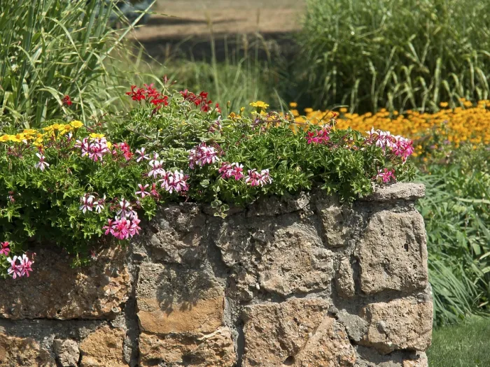 Framed Print : Pink-coloured flower blossoms hanging over a stone wall