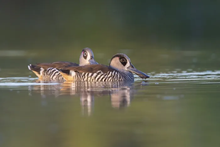 Framed Print : Pink-eared Duck (Malacorhynchus membranaceus) pair