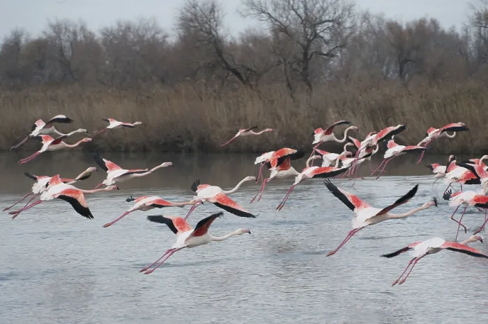 Framed Print : Pink flamingo, Phoenicopterus roseus